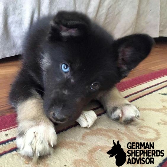 German Shepherd Husky Mix Gerberian Shepsky