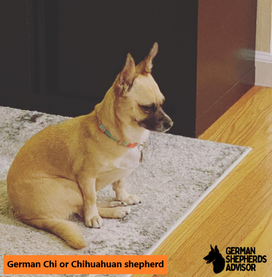 German Chi or Chihuahuan shepherd