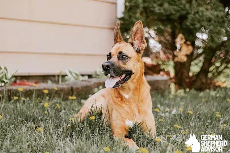 German Shepherd Boxer Mix