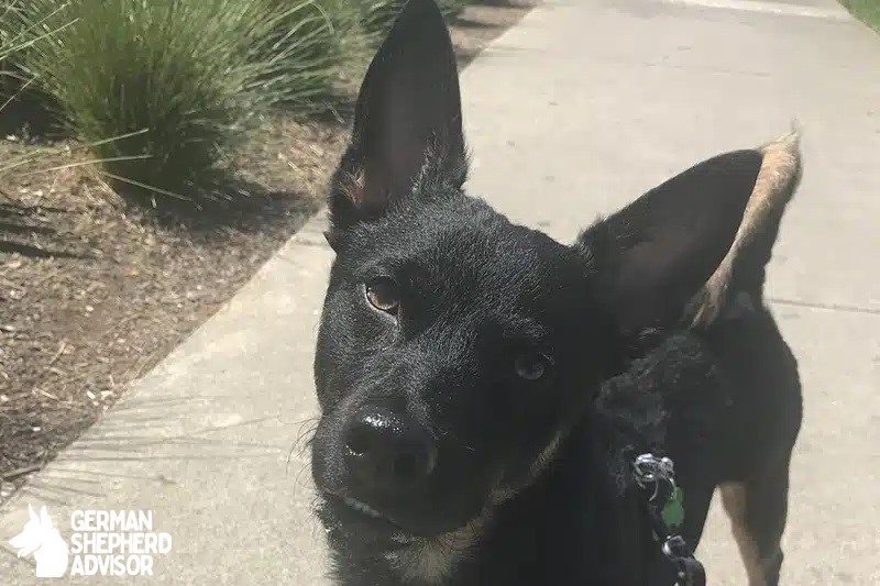 German Shepherd Dachshund Mix