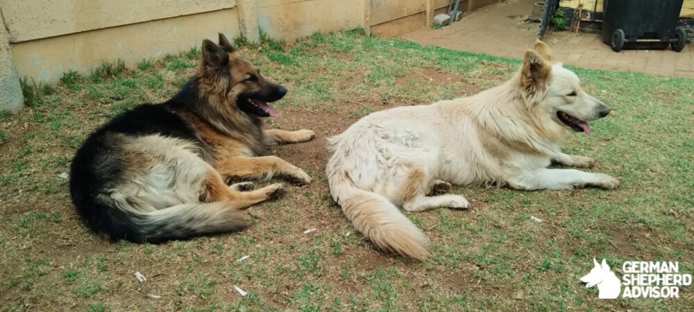 German Shepherd Dogs are sitting