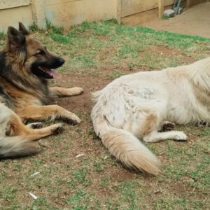 German Shepherd shedding during grooming with fur on the ground