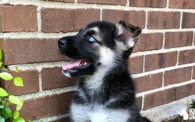 The German Shepherd Husky Mix: Gerberian Shepsky Breed info