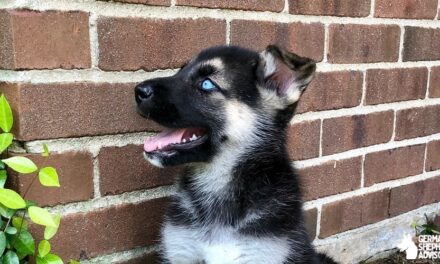 The German Shepherd Husky Mix: Gerberian Shepsky Breed info