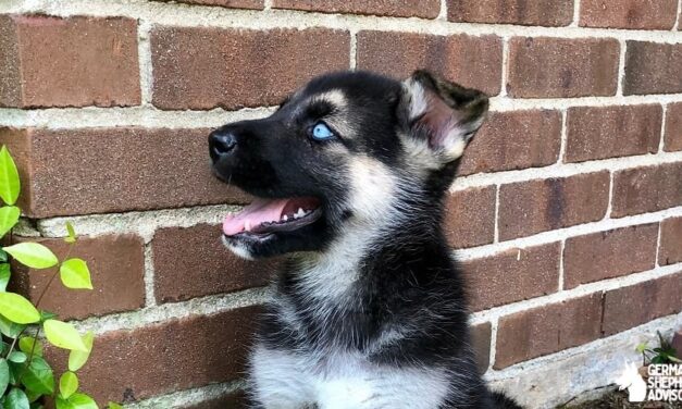 The German Shepherd Husky Mix: Gerberian Shepsky Breed info