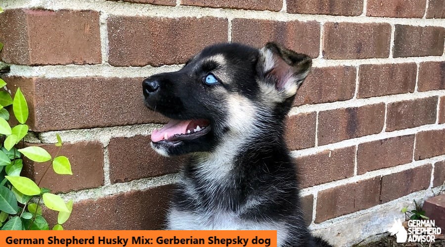 German Shepherd Husky Mix