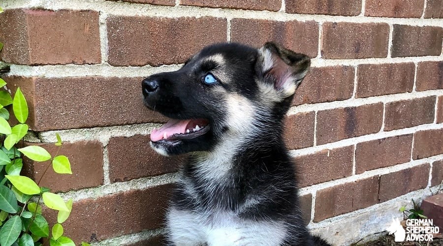 The German Shepherd Husky Mix: Gerberian Shepsky Breed info