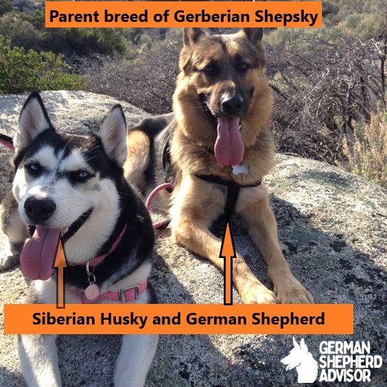 German Shepherd and Siberian Husky