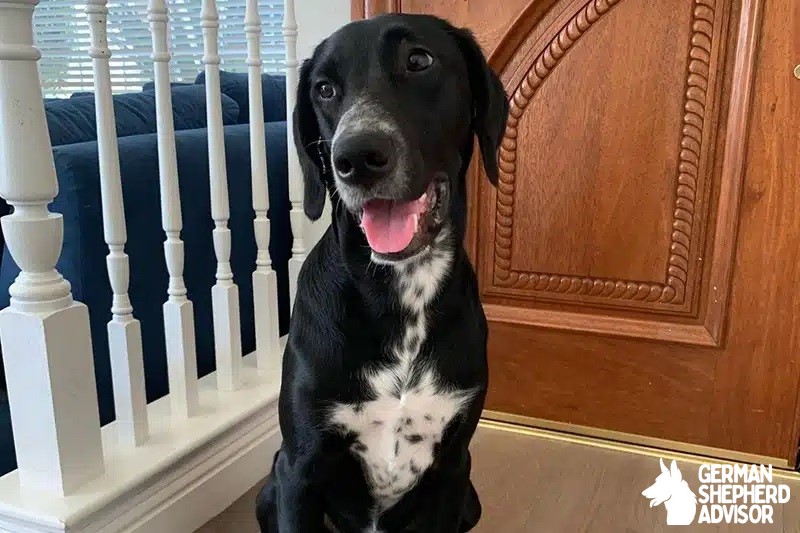 Golden Retriever Dalmatian Mix