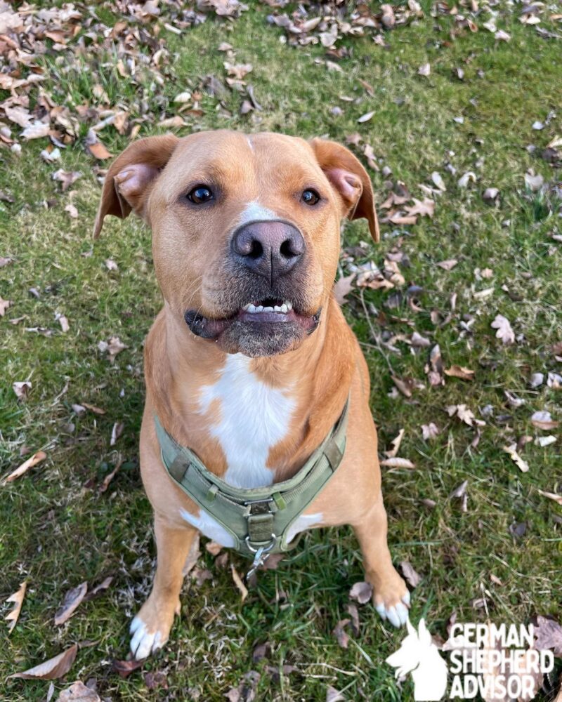 Golden Retriever Pitbull mix