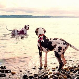 Great Dane Dalmatian Mix