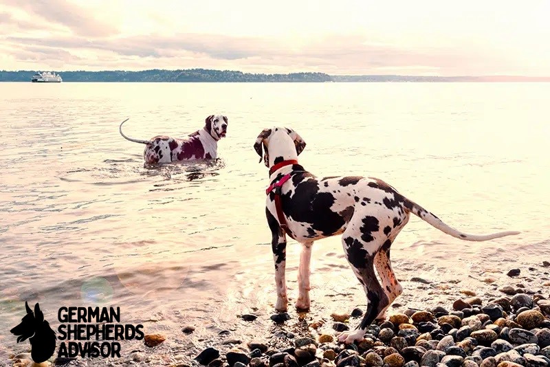 Great Dane Dalmatian Mix