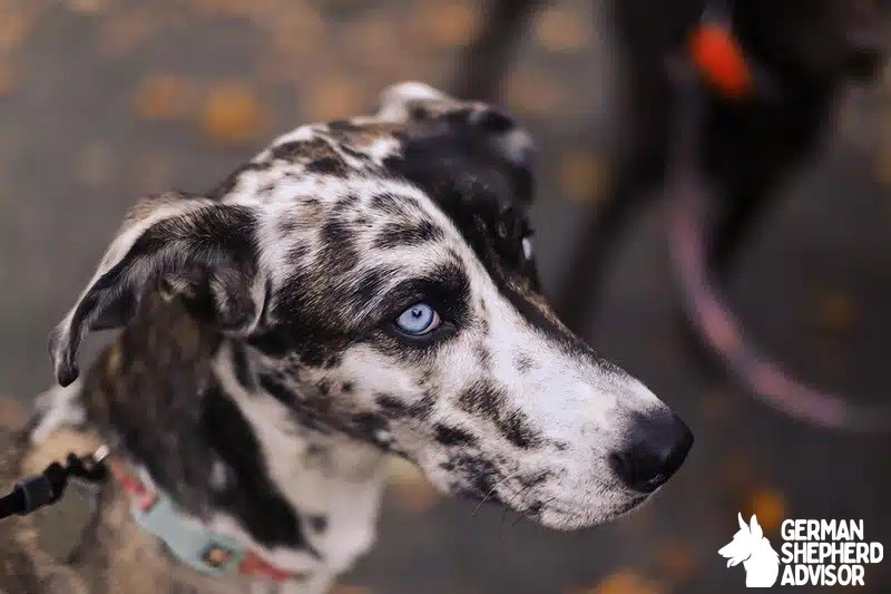 Great Dane Husky Mix