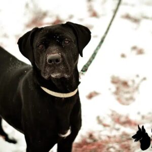 Great Dane Pitbull Mix