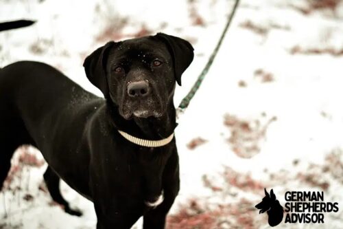 Great Dane Pitbull Mix