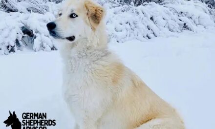 Great Pyrenees Husky Mix dog Breed Info and Pictures