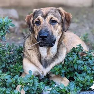 Great Pyrenees Rottweiler Mix