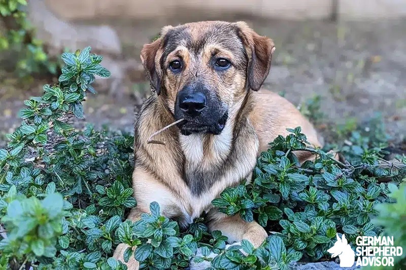 Great Pyrenees Rottweiler Mix