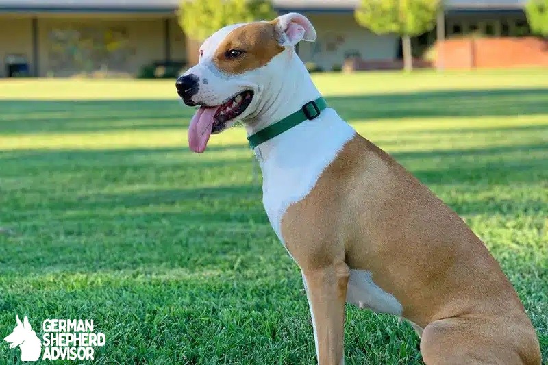 Greyhound Pitbull Mix