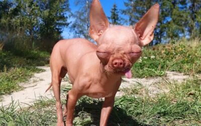 Hairless Chihuahua: The Ultimate Guide