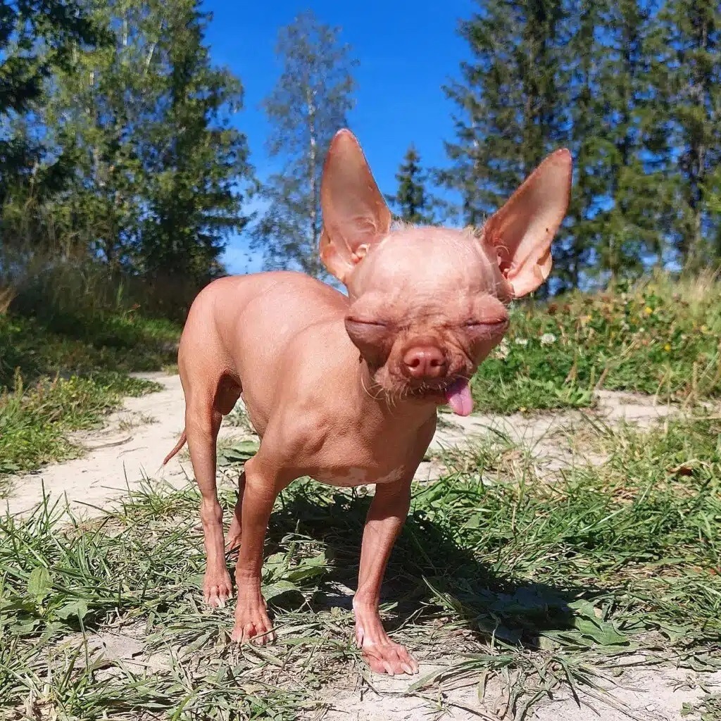 Hairless Chihuahua