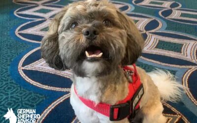 Havanese Shih Tzu Mix: The Ultimate Guide