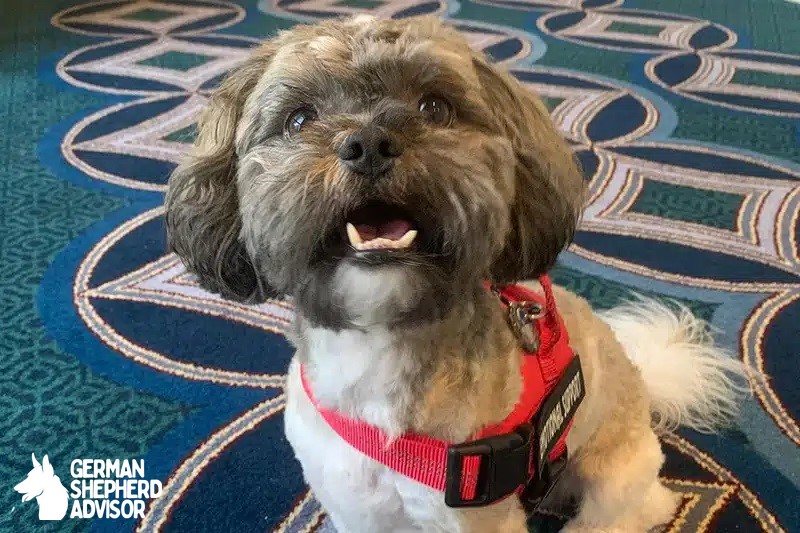 Havanese Shih Tzu Mix