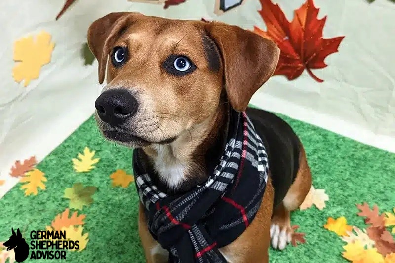 Husky Beagle Mix