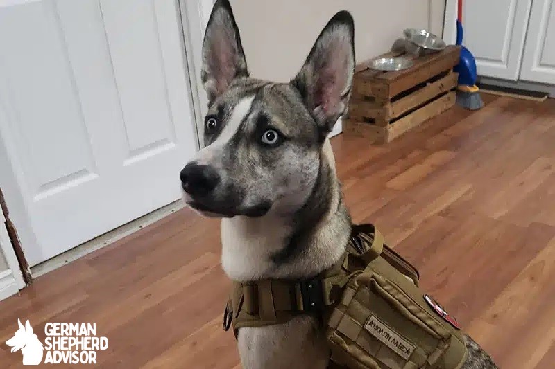 Husky Bulldog Mix