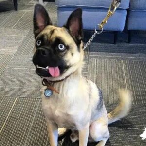 Husky Pug Mix