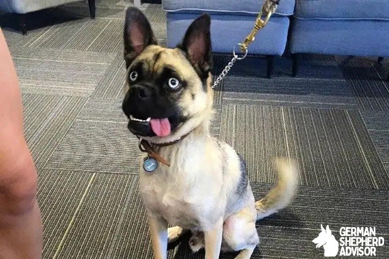 Husky Pug Mix