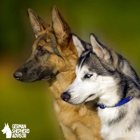 Husky and German Shepherd