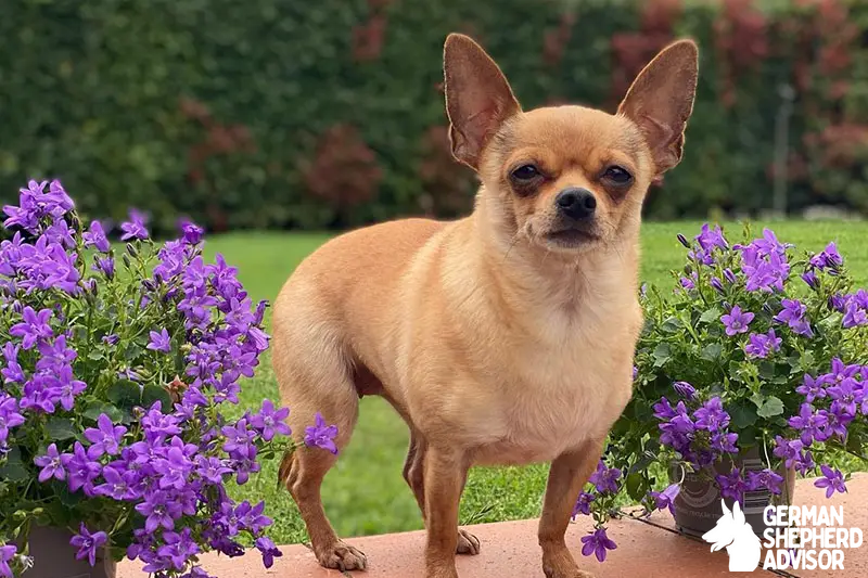 Italian Greyhound Chihuahua Mix: The Italian Greyhuahua