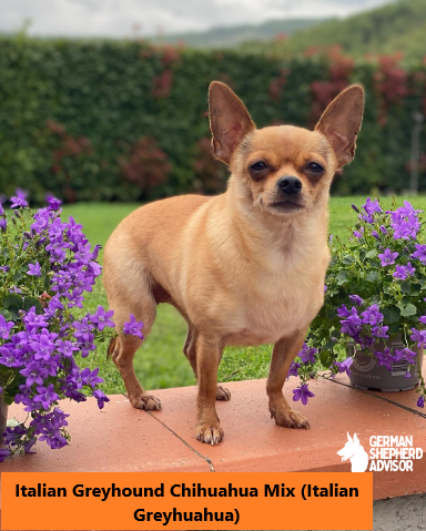 Italian Greyhound Chihuahua Mix