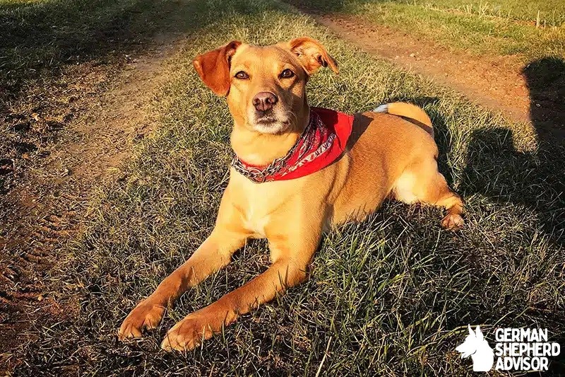 Jack Russell Lab Mix