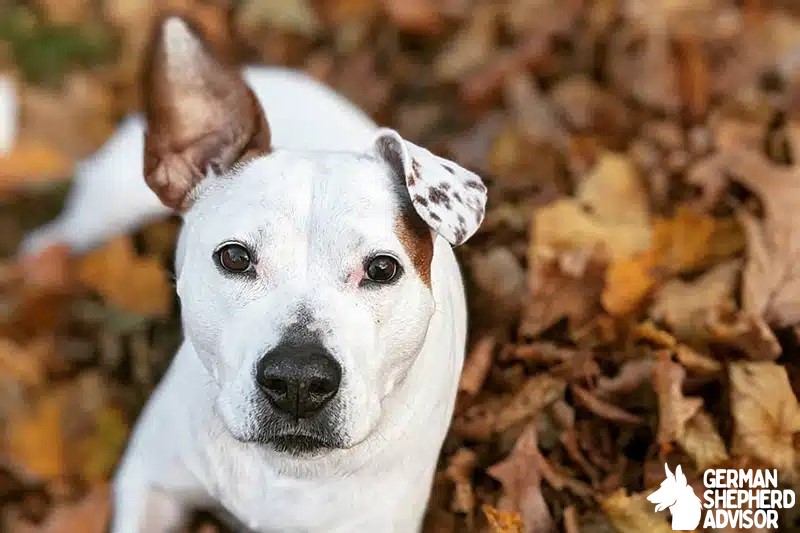 Jack Russell Pitbull Mix