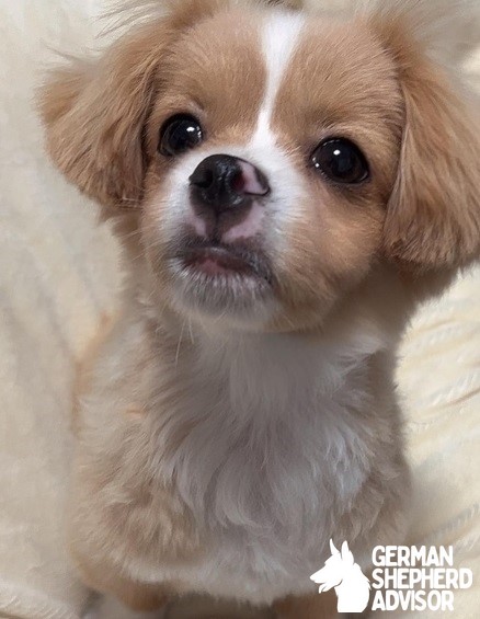 Jack Russell Terrier Chihuahua mix puppy cuteness