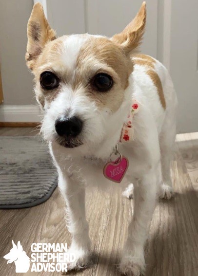 Jack Russell Terrier mixed with Chihuahua dog