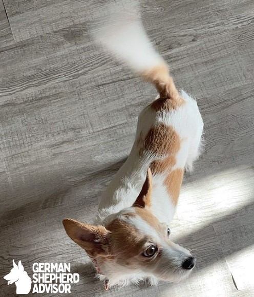 Jack Russell Terrier mixed with Chihuahua