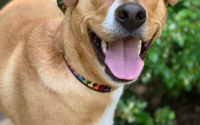 Labrador Retriever and Chihuahua Mix: The Labra Chi