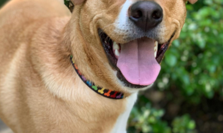 Labrador Retriever and Chihuahua Mix: The Labra Chi