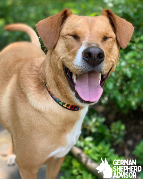 Labrador Retriever and Chihuahua Mix: The Labra Chi