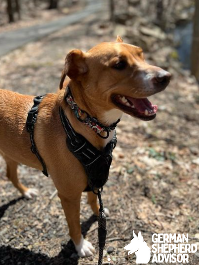 Labrador Retriever and Chihuahua Mix