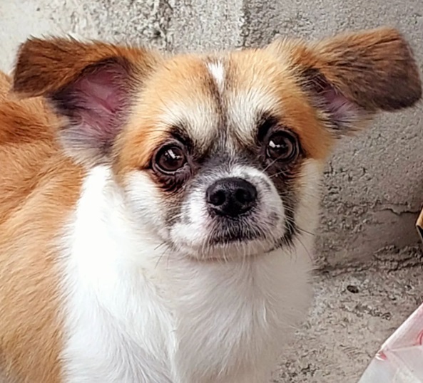 Long haired Chihuahua mixed Shih Tzu dog