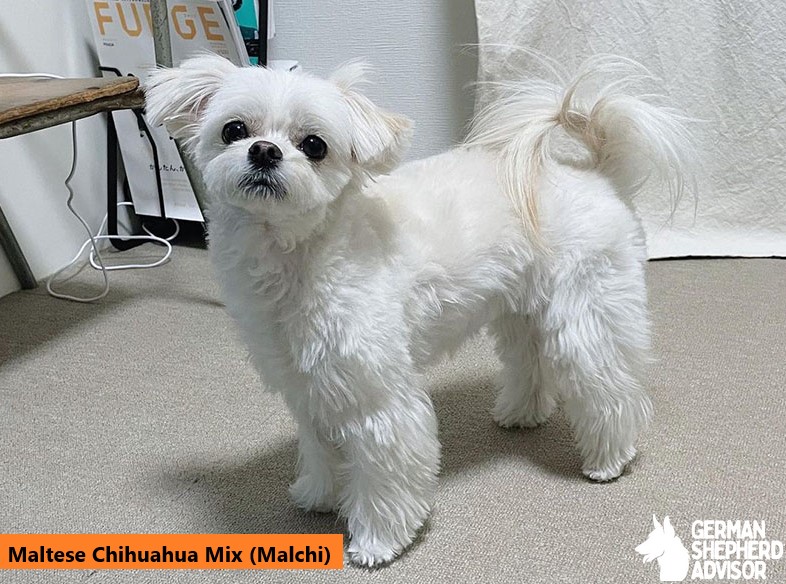 Maltese Chihuahua Mix: Meet The Malchi