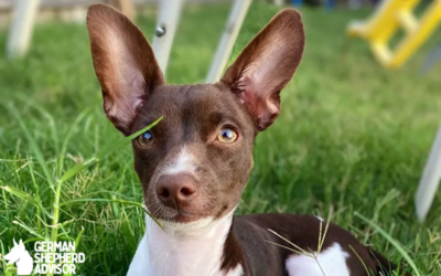 Miniature Pinscher Chihuahua Mix: The Chipin dog Cuteness