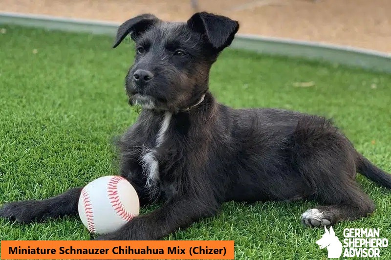 Miniature Schnauzer Chihuahua Mix (Chizer)