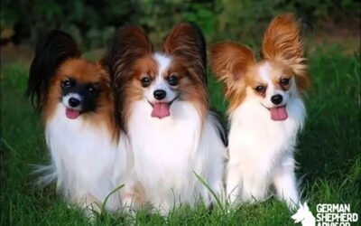 Papillon Chihuahua Mix: Meet The Chion dog