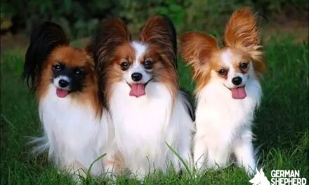 Papillon Chihuahua Mix: Meet The Chion dog