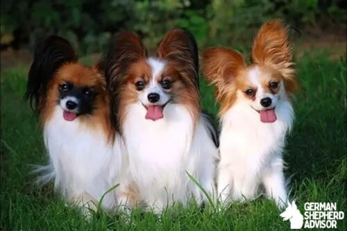 Papillon Chihuahua Mix